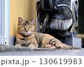 ノラ猫 130619983