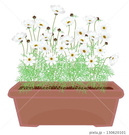 プランターに植えられたコスモスのイラスト 130620101