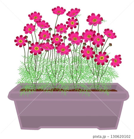 プランターに植えられたコスモスのイラスト 130620102