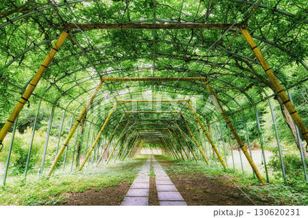 【岩手県奥州市/えさし藤原の郷】夏光に包まれる藤のトンネル(横) 【岩手県奥州市/えさし藤原の郷】夏光に包まれる藤のトンネル(横) 130620231
