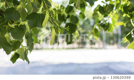 Lush green leaves with sunlight filtering through creating a serene natural atmosphere 130620399