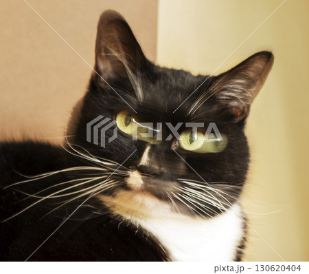 Black and white cat with striking green eyes relaxing in a cozy indoor environment 130620404