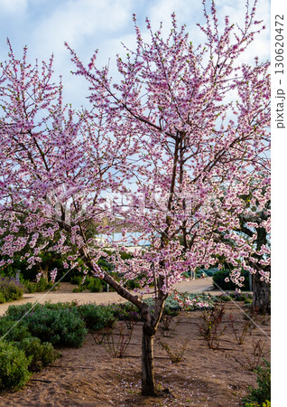 Blooming almond tree with pink flowers at Stavros Niarchos Park, Greece. Blooming almond tree with pink flowers at Stavros Niarchos Park, Greece. 130620472