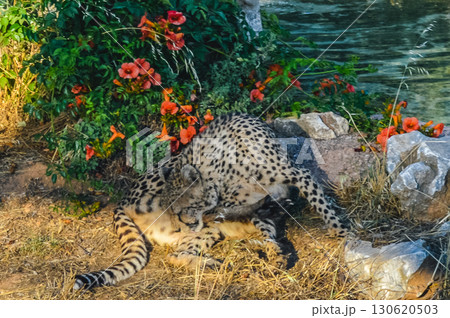 Cheetah grooming itself near flowers at Attica Zoological Park in Athens, Greece. Cheetah grooming itself near flowers at Attica Zoological Park in Athens, Greece. 130620503