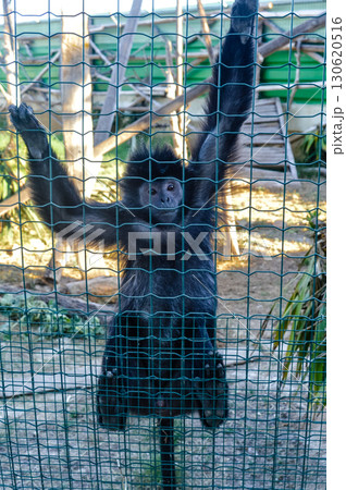Black monkey behind fence at Attica Zoological Park in Athens, Greece. 130620516