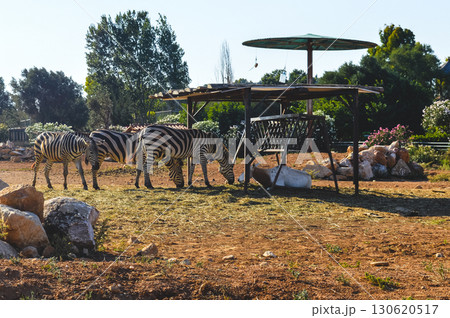 Zebras grazing under shelter at Attica Zoological Park in Athens, Greece. 130620517