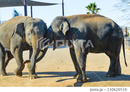Two elephants playing together at Attica Zoological Park in Athens, Greece. 130620519