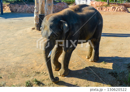 Close-up of elephant walking at Attica Zoological Park in Athens, Greece. 130620522
