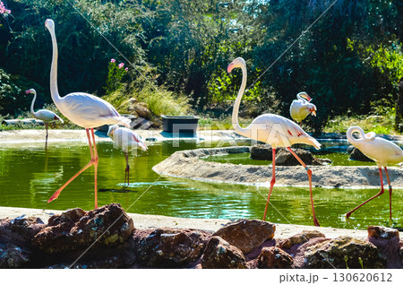 Flamingos by the pond at Attica Zoological Park in Athens, Greece. 130620612