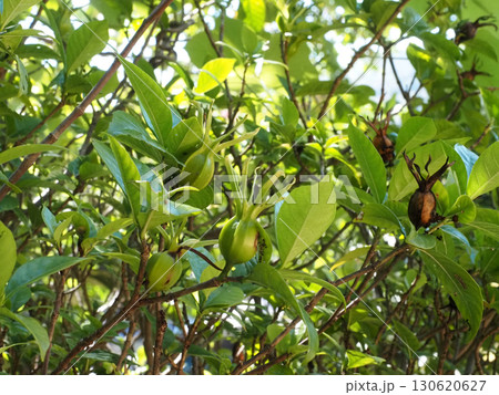 日陰のクチナシ（蒼い実と茶色い実をつけた梔子） 130620627