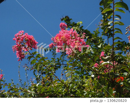 青空と日ざしを浴びたピンクのサルスベリ(初秋の百日紅の花とつぼみ) 青空と日ざしを浴びたピンクのサルスベリ(初秋の百日紅の花とつぼみ) 130620820
