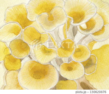 水彩で描いたタモギダケ 130620876