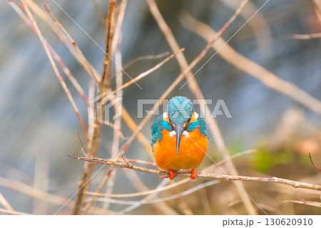 街中で共存するカワセミ 街中で共存するカワセミ 130620910