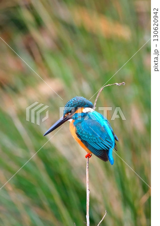 街中で共存するカワセミ 130620942