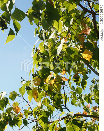 青空とたくさんの実をつけたナンキンハゼ 青空とたくさんの実をつけたナンキンハゼ 130620979