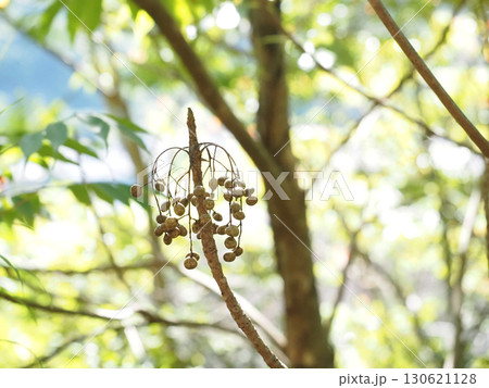 木洩れ日を浴びたハゼの実のクローズアップ（源内山緑地の櫨） 130621128