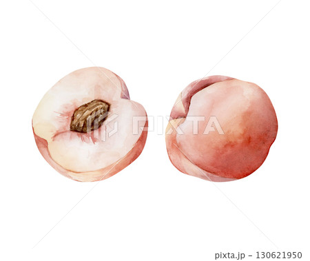Peach summer juicy ripe fruit Watercolor hand drawn floral food illustration isolated on white background for home kitchen textile fresh fabric print card cosmetic package porcelain crockery label 130621950