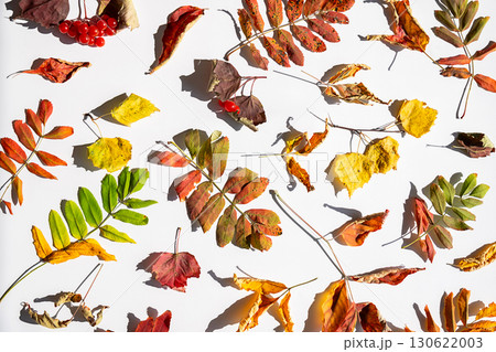 Autumn harvest flat lay with colorful dry leaves and red viburnum berries pattern. 130622003