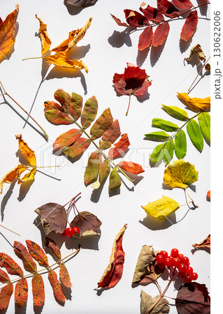 Various colorful autumn leaves and red berry branches on white background with harsh shadows. 130622006