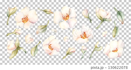 Little White Flowers with leaves Peach Apple Blossom Blooming Watercolor hand drawn floral illustration isolated on white background for home textile fresh fabric cosmetic package porcelain crockery Little White Flowers with leaves Peach Apple Blossom Blooming Watercolor hand drawn floral illustration isolated on white background for home textile fresh fabric cosmetic package porcelain crockery 130622078