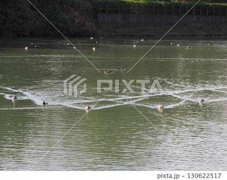 静水に浮かぶ群れ ― 白水大池公園の鴨と設備の交差 静水に浮かぶ群れ ― 白水大池公園の鴨と設備の交差 130622517