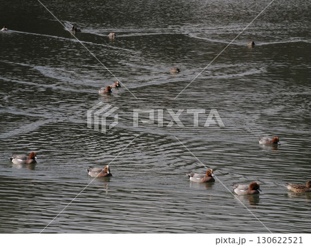 静水に浮かぶ群れ ― 白水大池公園の鴨と設備の交差 130622521