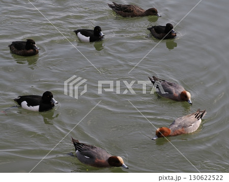 緑に囲まれた水の舞 ― 白水大池公園の鴨たちの広がり 緑に囲まれた水の舞 ― 白水大池公園の鴨たちの広がり 130622522