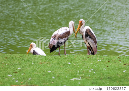 The Painted Stork bird (Mycteria leucocephala) in garden 130622837