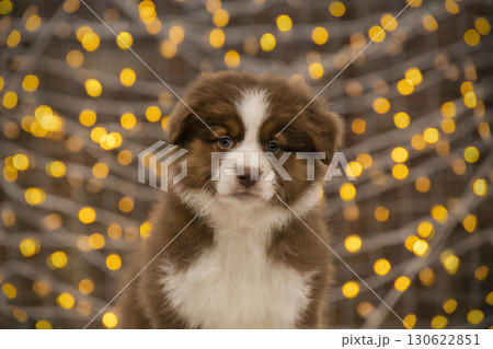 Cute brown and white Australian Shepherd puppy sitting in front of festive bokeh lights. Cute brown and white Australian Shepherd puppy sitting in front of festive bokeh lights. 130622851
