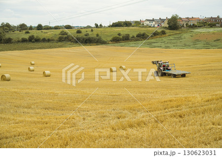 Tractor driving through round hay bales on a field. Autumn collection of dry hay. 130623031