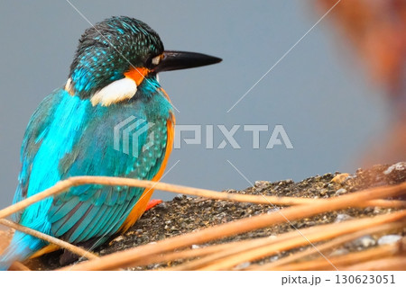 街中で共存するカワセミ 130623051