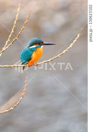 街中で共存するカワセミ 130623102