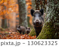 Wild boar with piglets in autumn forest among fallen leaves and trees covered with moss  130623325