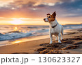 Jack russell terrier dog on evening sandy sea beach against sunset background 130623327