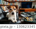 Jack russell terrier dog lies on black armchair in home environment in front of glass table with scattered money and calculator 130623345
