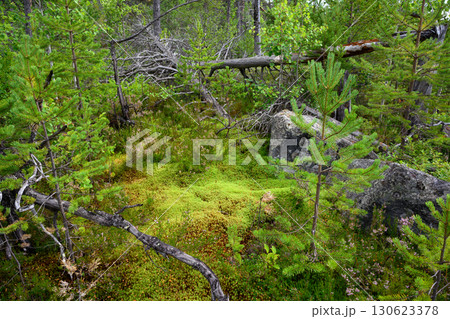 Dense forest with mossy ground and fallen trees in lush greenery in Karelia, nature of White Sea in Russia 130623378