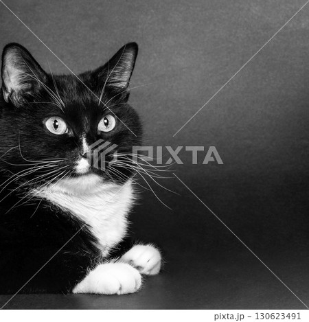 Black and white cat with striking eyes resting on a dark background, showcasing its unique features 130623491