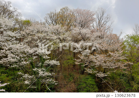 近鉄 西信貴鋼索線 ケーブルカー 高安山駅 から望む 高安山霊園 近鉄 西信貴鋼索線 ケーブルカー 高安山駅 から望む 高安山霊園 130623678