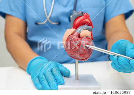 Cardiovascular disease CVD, doctor with heart human model anatomy for treatment patient in hospital. 130623987