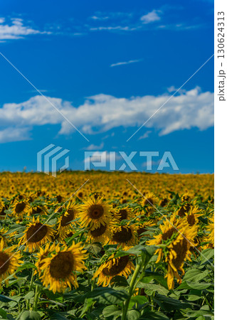 夏の北海道の北竜のひまわり畑 130624313