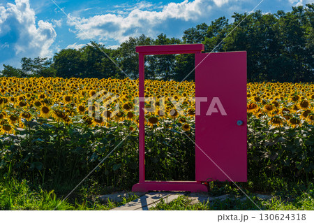 夏の北海道の北竜のひまわり畑 130624318