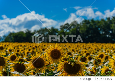 夏の北海道の北竜のひまわり畑 夏の北海道の北竜のひまわり畑 130624405