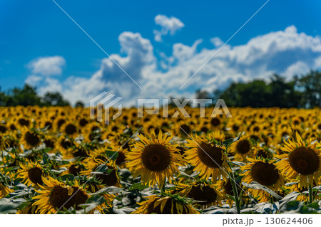 夏の北海道の北竜のひまわり畑 130624406