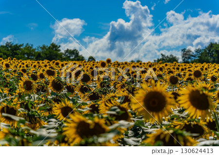夏の北海道の北竜のひまわり畑 130624413