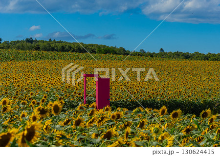 夏の北海道の北竜のひまわり畑 130624415