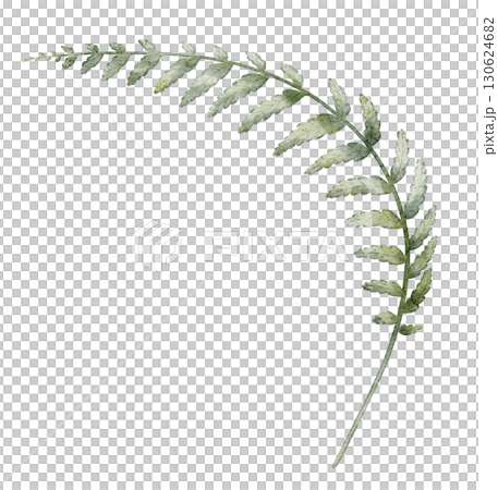 Fern watercolor illustration. Drawing of green forest leaf on isolated background for woodland projects, seasonal compositions, or rustic natural designs. Art of plant for natural projects. Fern watercolor illustration. Drawing of green forest leaf on isolated background for woodland projects, seasonal compositions, or rustic natural designs. Art of plant for natural projects. 130624682