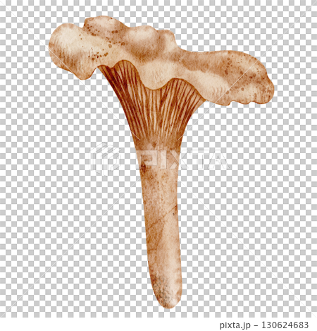 Watercolor illustration of Chanterelle Mushroom. Drawing of forest Fungi on isolated background. Art of woodland fugus for autumn greeting cards or invitations. Sketch for seasonal menu and recipe. Watercolor illustration of Chanterelle Mushroom. Drawing of forest Fungi on isolated background. Art of woodland fugus for autumn greeting cards or invitations. Sketch for seasonal menu and recipe. 130624683