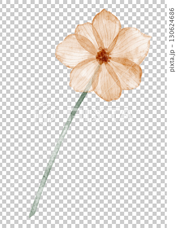 Watercolor illustration of beige Flower with long stem and transparent petals on isolated background. Floral drawing for spring and summer design. Botanical art for wedding invitations or greetings. Watercolor illustration of beige Flower with long stem and transparent petals on isolated background. Floral drawing for spring and summer design. Botanical art for wedding invitations or greetings. 130624686