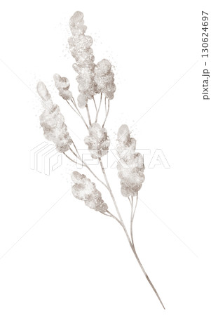 Watercolor illustration of white fluffy branch. Drawing of dry herb on isolated background for autumn woodland designs. Art of plant for forest seasonal and rustic nature projects. Watercolor illustration of white fluffy branch. Drawing of dry herb on isolated background for autumn woodland designs. Art of plant for forest seasonal and rustic nature projects. 130624697