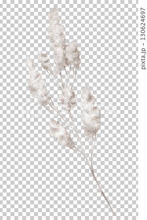 Watercolor illustration of white fluffy branch. Drawing of dry herb on isolated background for autumn woodland designs. Art of plant for forest seasonal and rustic nature projects. Watercolor illustration of white fluffy branch. Drawing of dry herb on isolated background for autumn woodland designs. Art of plant for forest seasonal and rustic nature projects. 130624697